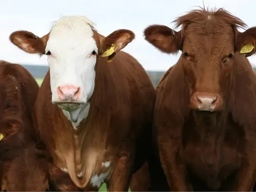 Dermatose nodulaire contagieuse : l’État mobilise 1,22 million...