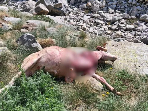 L'ASPAP signale plusieurs attaques d’ours dans la vallée du Garbet
