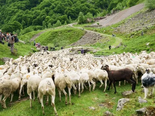 Les transhumances reviennent dans les vallées du Couserans