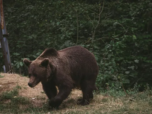 Attaques d’ours : le Couserans demeure le secteur le plus touché en...