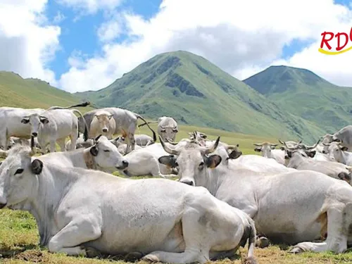 Un nouveau foyer présumé de dermatose nodulaire contagieuse dans le...