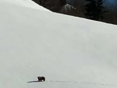 Un ours brun aperçu sur une piste rouge en Ariège : une scène aussi...