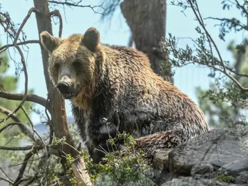 Un ours filmé à proximité d’un sentier, une présence désormais plus...
