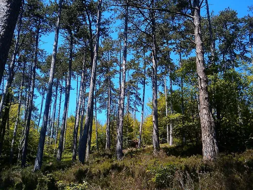 Deux détenus profitent d'une sortie en forêt pour s'évader