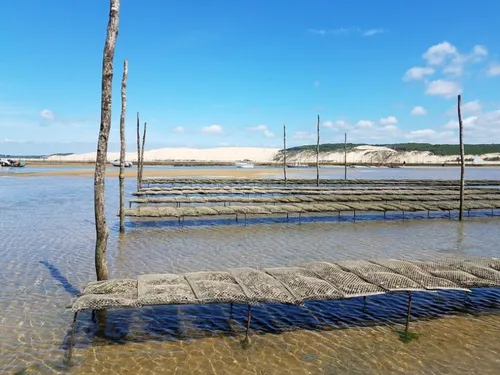  La commercialisation des huîtres du bassin d'Arcachon interdite...