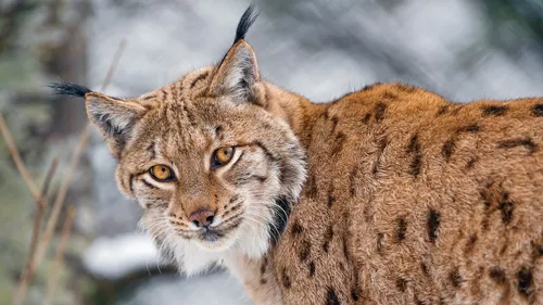 Espagne : une femelle lynx sauve trois petits après un drame sur la...