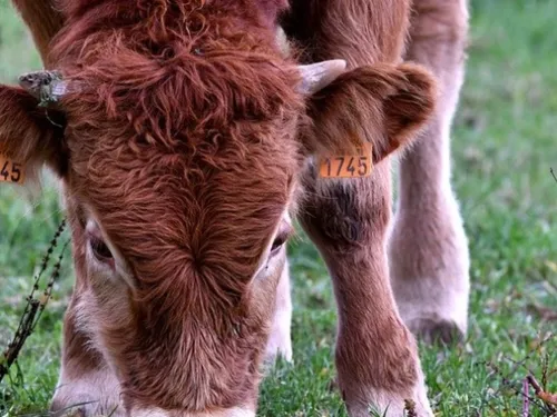 Paris : le Salon de l'agriculture 2022 sera celui des retrouvailles