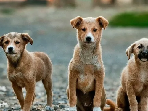 Abandons d’animaux à la SPA : « L’été s’annonce catastrophique »