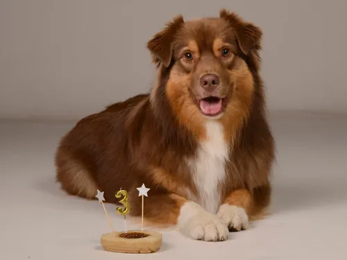 Avec Chijiwi, votre chien va être gâté !