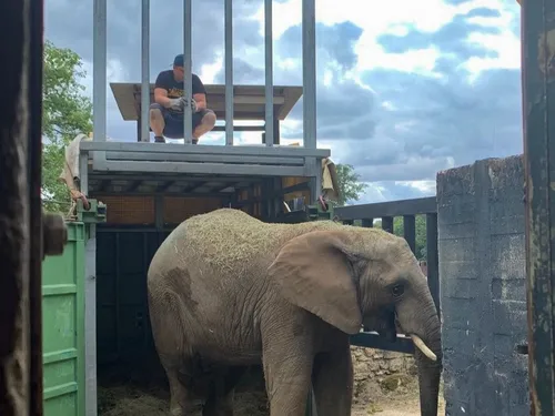 Vingt ans après l’arrivée de Ben, le Zoo de Thoiry accueille un...