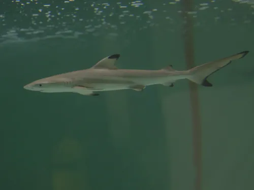 Une rare naissance d'un requin à pointe noire au sein de l'Aquarium...