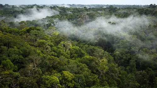 Amazonie : la déforestation en nette baisse, un signal encourageant