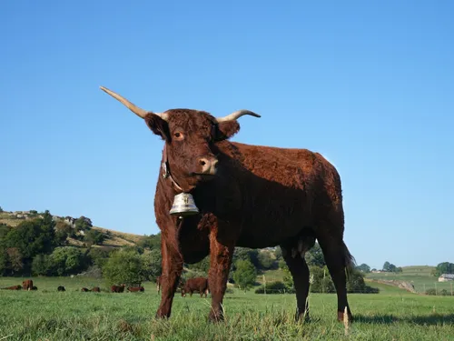 Ovalie : voici la nouvelle égérie du Salon de l’Agriculture 2023