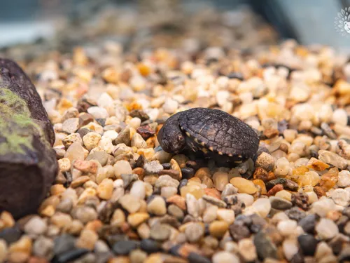 Zoo de Thoiry : naissance de deux bébés tortues d’une espèce en...