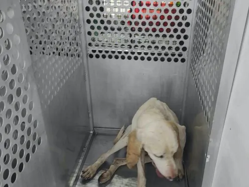 Cavale de Gump : le chien de chasse errant stoppé à Bordeaux