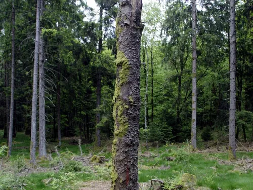 Ils découvrent un squelette pendant une partie de cache-cache dans...