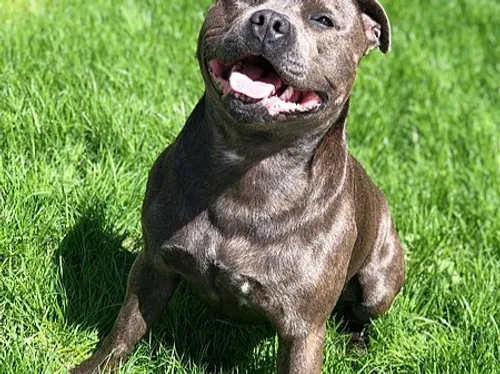 Essonne : une femme attaquée par ses trois chiens, son pronostic...