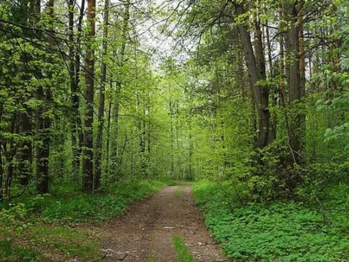 Viols en série en forêt de Sénart : l'accusé condamné à 20 ans de...
