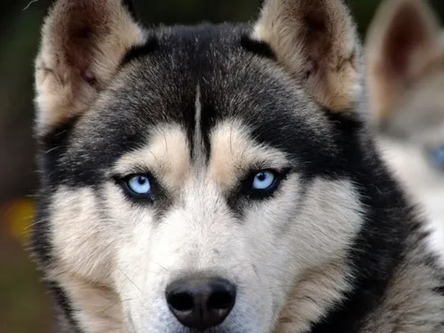 Un cas de rage détecté chez un chien en Île-de-France