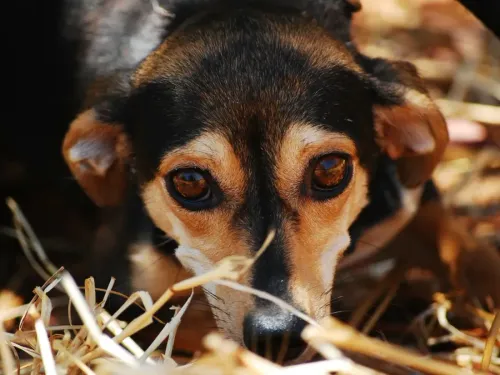 À cause de l'inflation, les abandons d'animaux en hausse selon la SPA