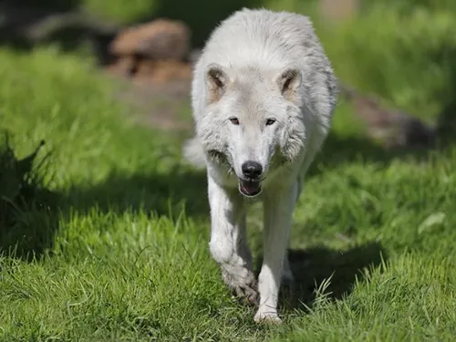 La joggeuse mordue par des loups à Thoiry est sortie d’affaire