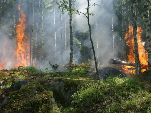 Vague de chaleur : le risque d’incendie est maximal dans les forêts...
