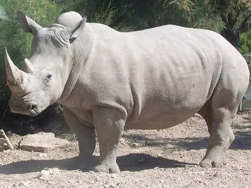 Thoiry : non-lieu prononcé dans l’affaire de la mort du rhinocéros...