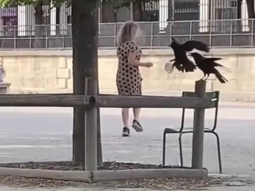 Des promeneurs attaqués par des corneilles dans le jardin des...