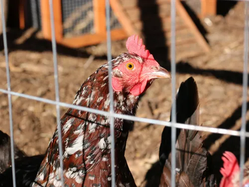 Volailles contaminées à la Listeria : rappel massif de poulets...