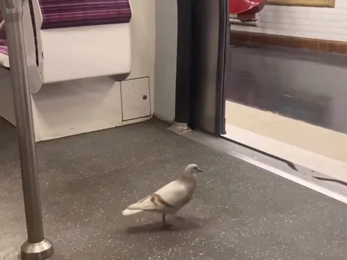 Un pigeon prend le métro en toute décontraction et fait rire la...