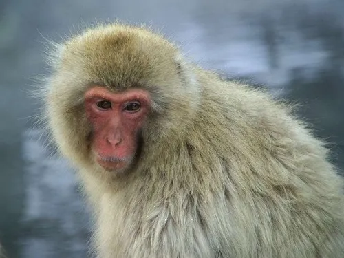 L'Ecosse déploie les grands moyens pour retrouver un singe évadé...