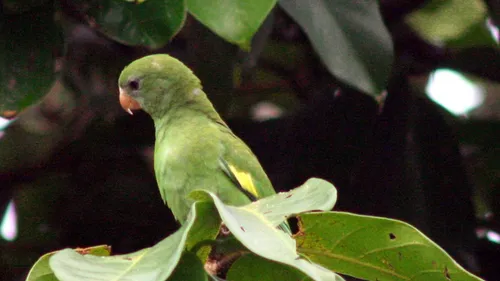 Pérou : près de 500 oiseaux sauvages sauvés d’un trafic illégal en...
