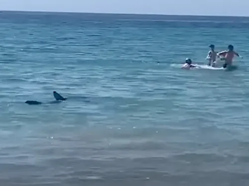 Espagne : un requin terrorise les plages d’Alicante (video)