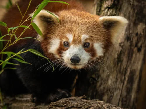 Paris : le plus mignon des animaux est de retour au Jardin des Plantes