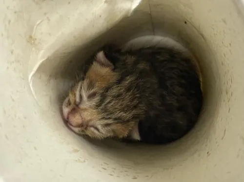 La mère de ce chaton semble avoir eu sa portée dans les gradins...