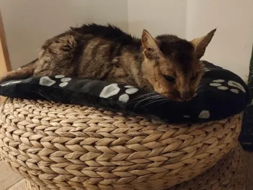 13 ans plus tard, Grizzli retrouve sa famille pour un "miracle de...