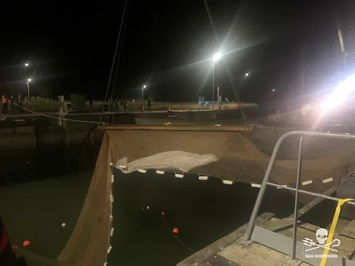 Le béluga extrait de la Seine a dû être euthanasié