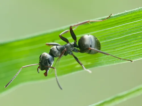 Les fourmis capables de détecter les cancers ?