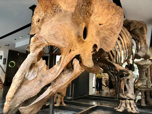 Le squelette du dinosaure Big John va être mis aux enchères 