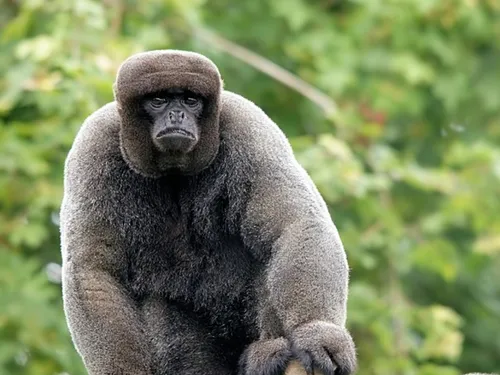 Première mondiale : les animaux sauvages ont désormais des droits