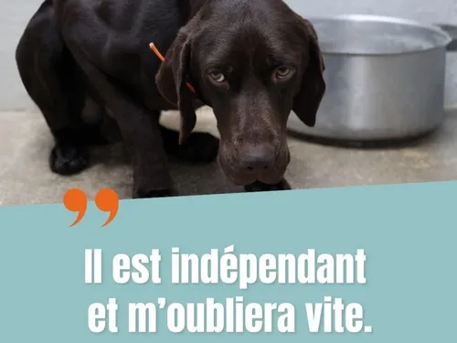 La SPA lance sa nouvelle campagne de sensibilisation avant l'été