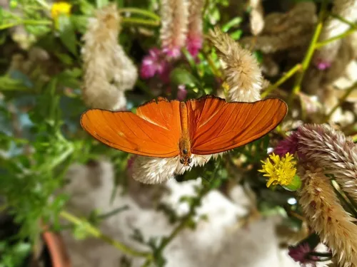 Des papillons, fête de l’été et journée des champions : tout un...