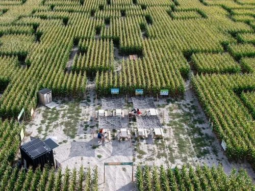 Vente de plantes, Labyrinthe et course de baignoires : Qu'est-ce...