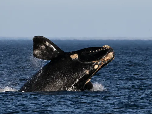 Le trafic maritime est en grande partie responsable de la mort de...