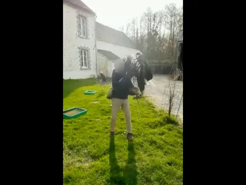 Seine-et-Marne : un dresseur pour le cinéma maltraite un aigle, une...