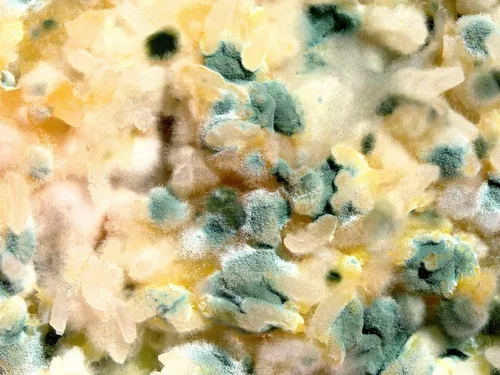 Envoyer vos aliments moisis pour faire avancer la science, ça vous...