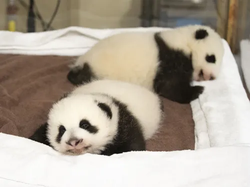 Kylian Mbappé, parrain de l’un des bébés pandas du Zoo de Beauval ! 