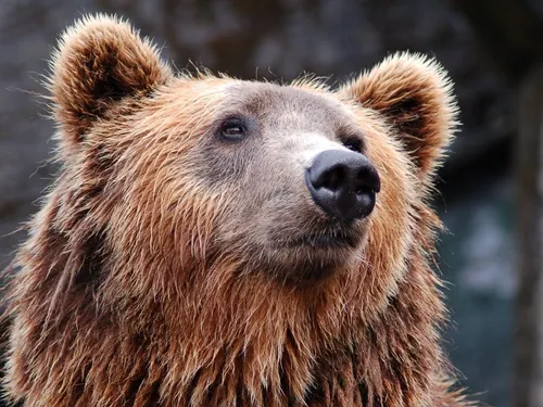 Un ours dévalise une boulangerie (Vidéo)