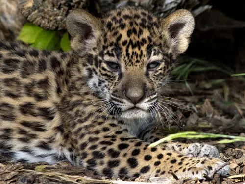 Bébés jaguars, musée Carnavalet et poudre colorée… : trois idées de...
