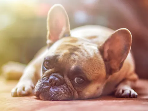 Les pets et les ronflements d'un bouledogue les gênent dans...